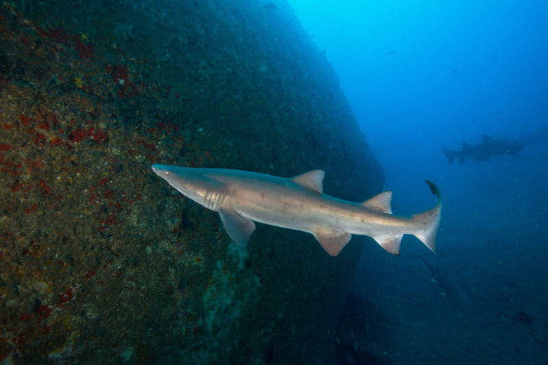 Illustration for article titled Atlantic Shipwreck Graveyard May Be Key Habitat for Imperiled Sharks